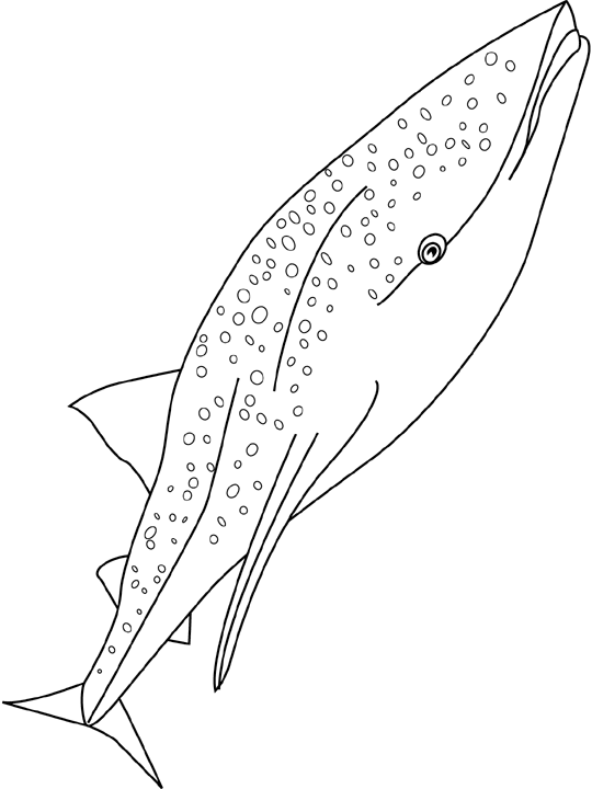 Coloriage Requin Baleine - Requin à imprimer