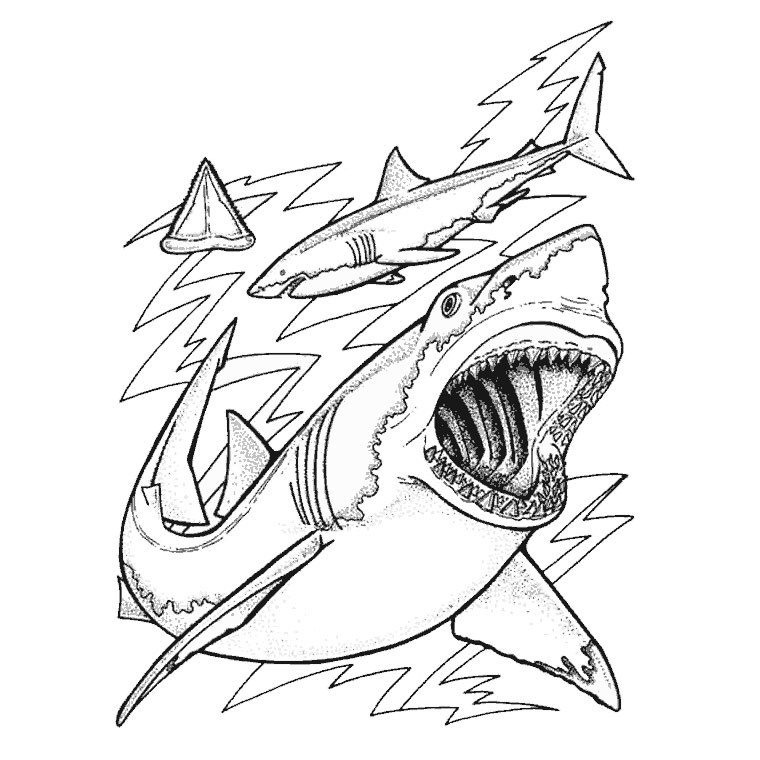 Coloriage Requin Baleine - Requin à imprimer