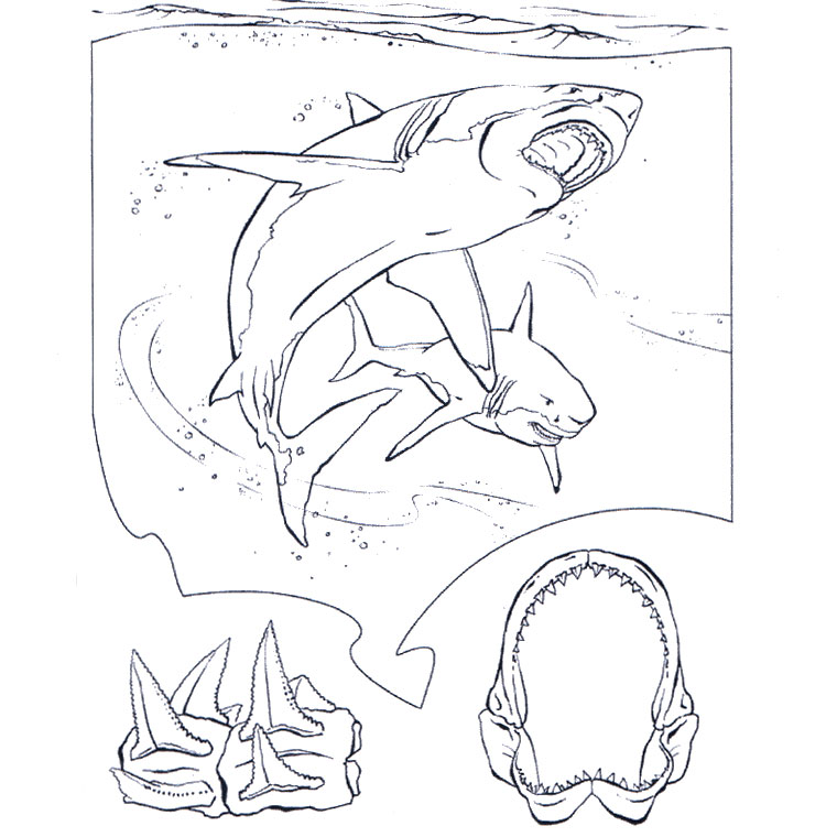 Coloriage Requin Blanc - Animaux à imprimer