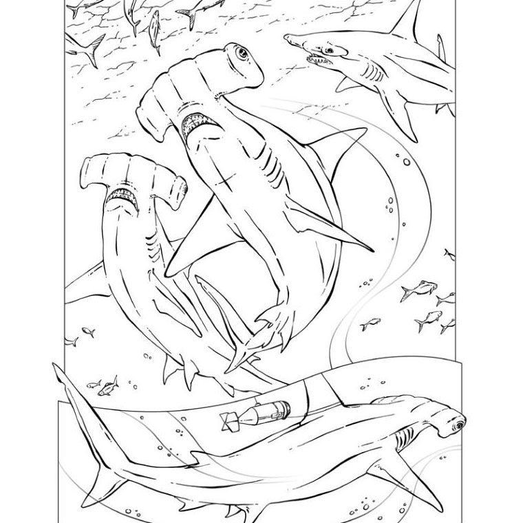 Coloriage Requin Marteau - Animaux à imprimer