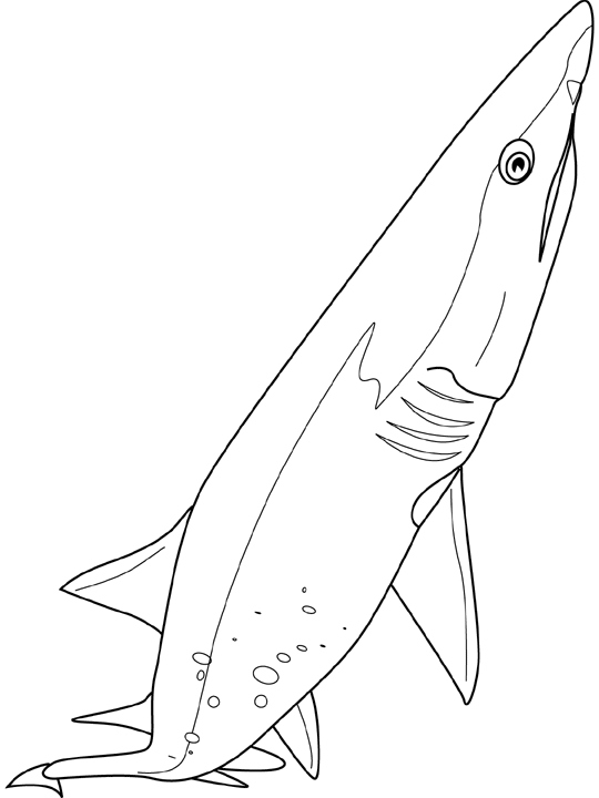 Coloriage Requin Sandtige - Poisson à imprimer