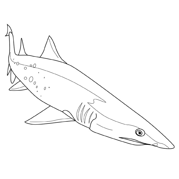 Coloriage Requin Scie - Animaux à imprimer