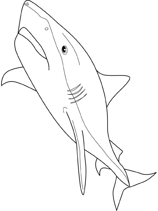 Coloriage Requin Tigre - Poisson à imprimer