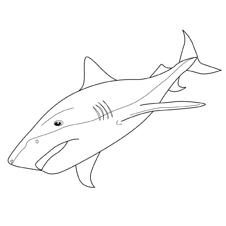 Coloriage Requin Tigre - Animaux à imprimer