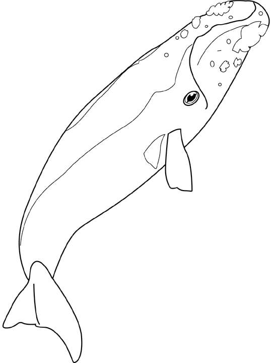 Coloriage Right Whale - Poisson à imprimer