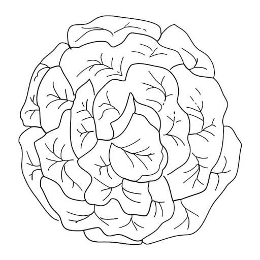 Coloriage Salade Laitue Verte - Salade à imprimer