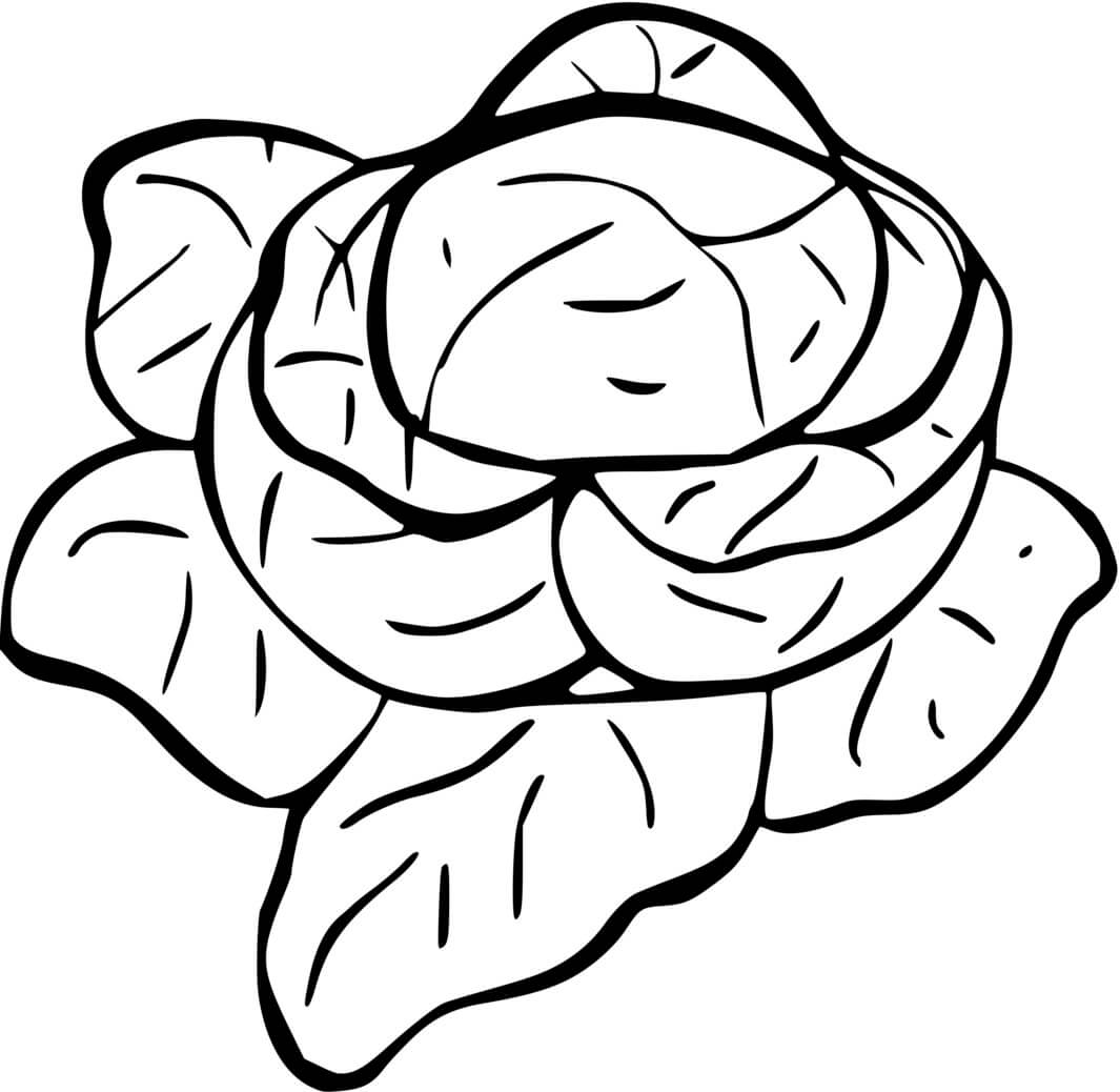 Coloriage Salade Laitues - Salade à imprimer