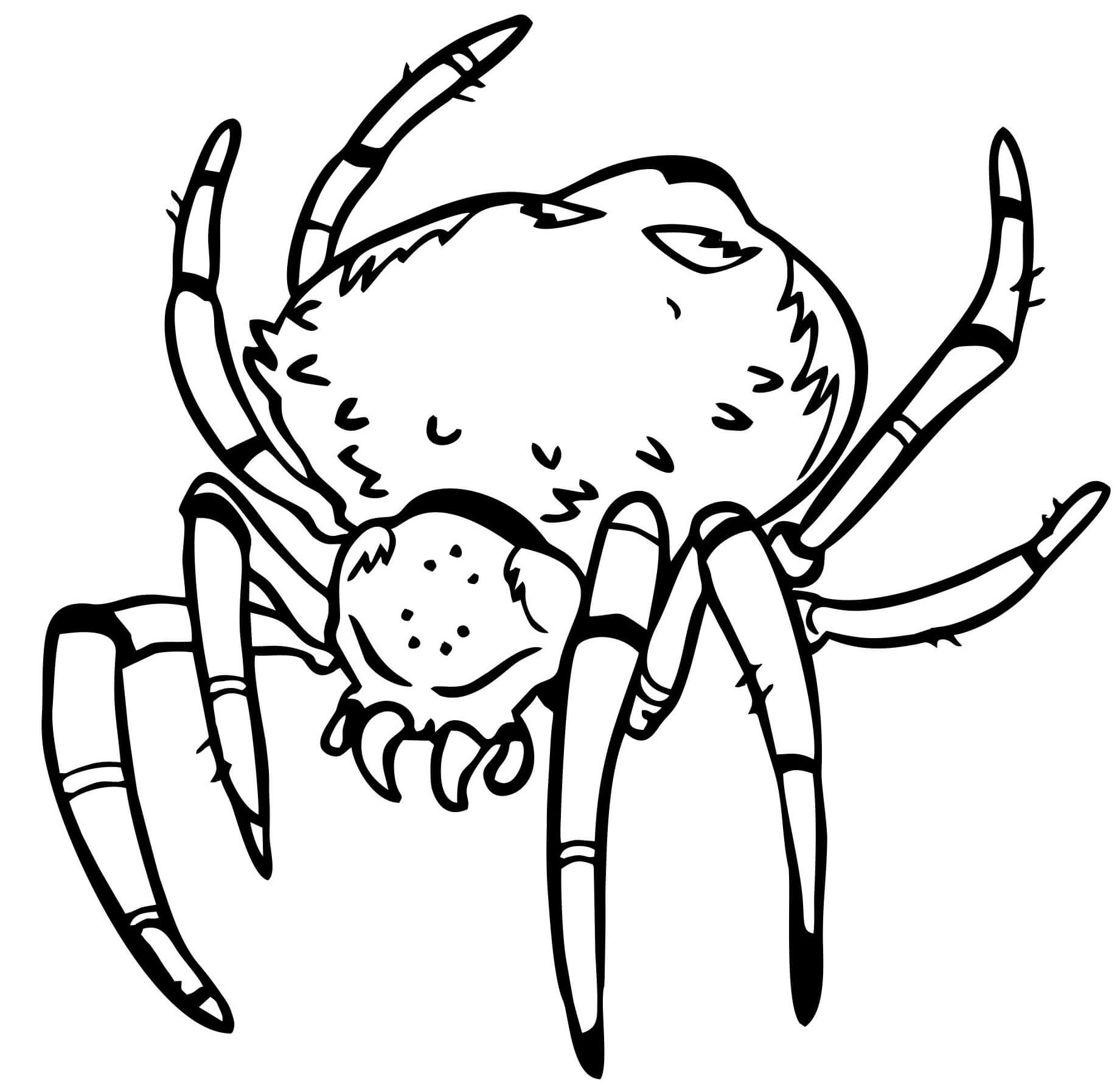 Coloriage Araignée terrifiante réaliste - Araignée à imprimer