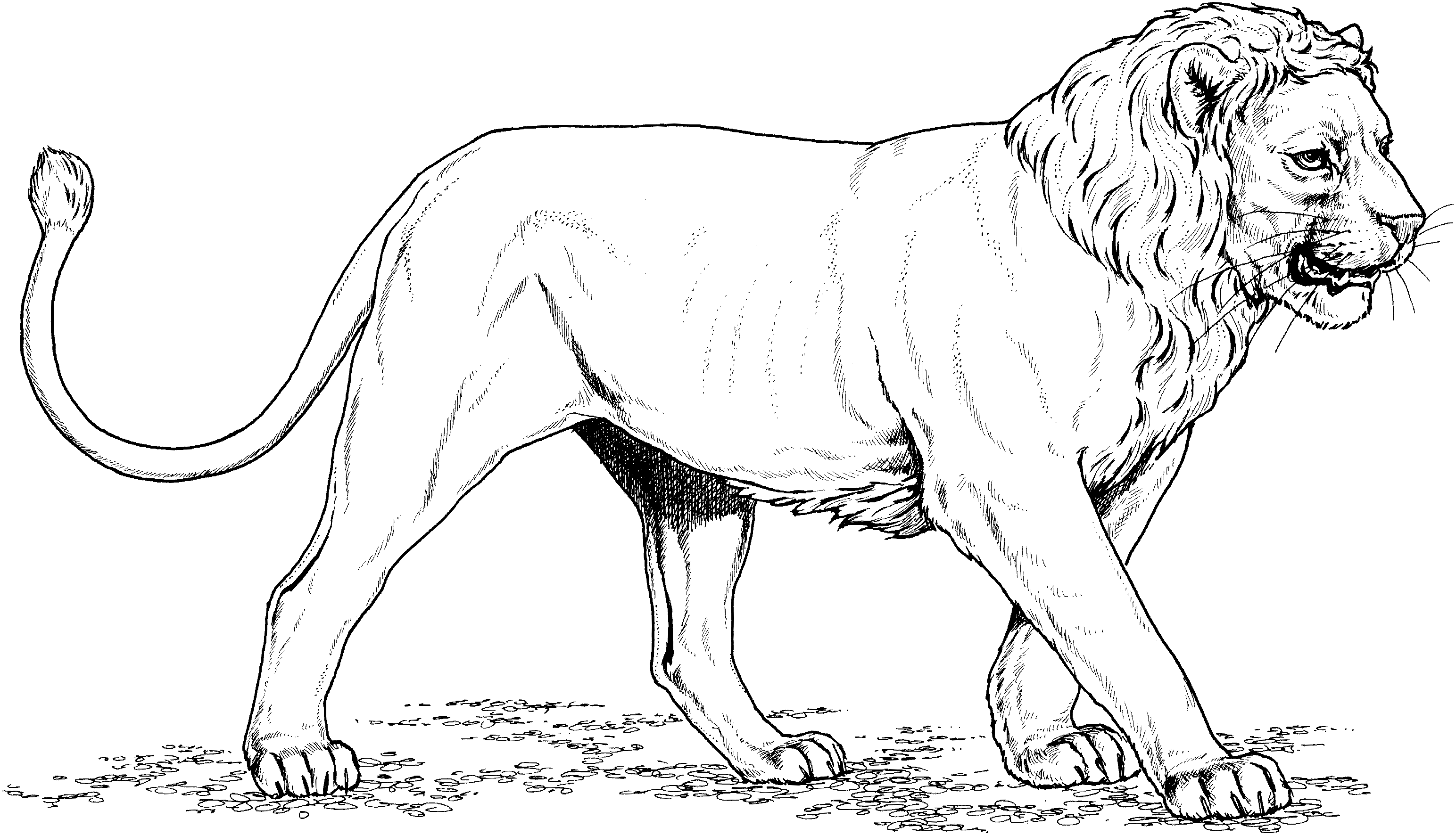 Coloriage Short Maned Lion - Lion à imprimer