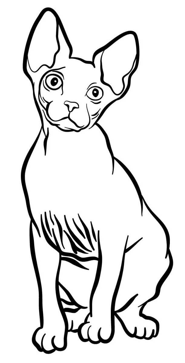 Coloriage Sphynx Est Un Chat Originaire Du Canada Et Ne Possede Quasiment Aucune Fourrure - Chat à imprimer