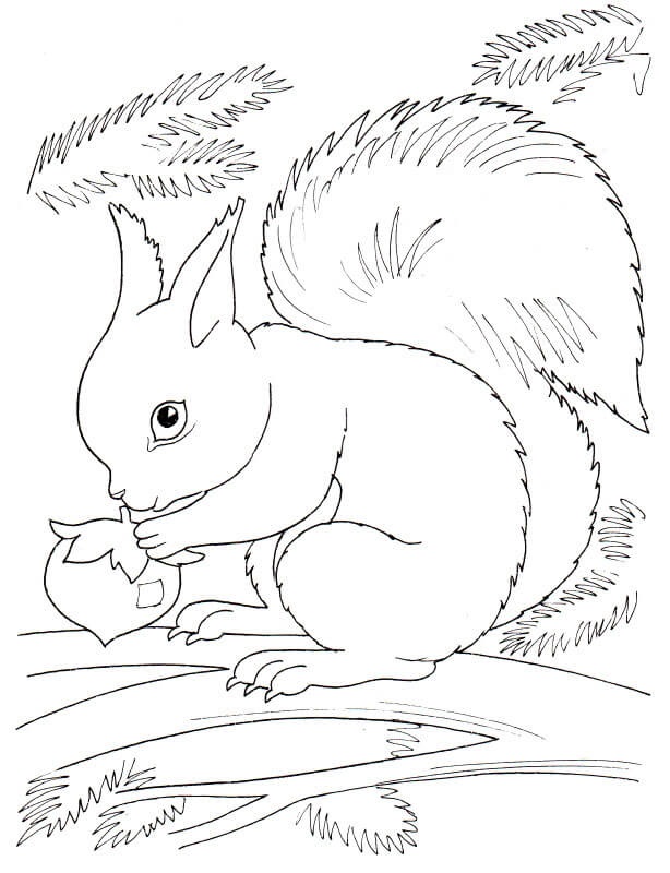 Coloriage Squirrel Automne - Automne à imprimer