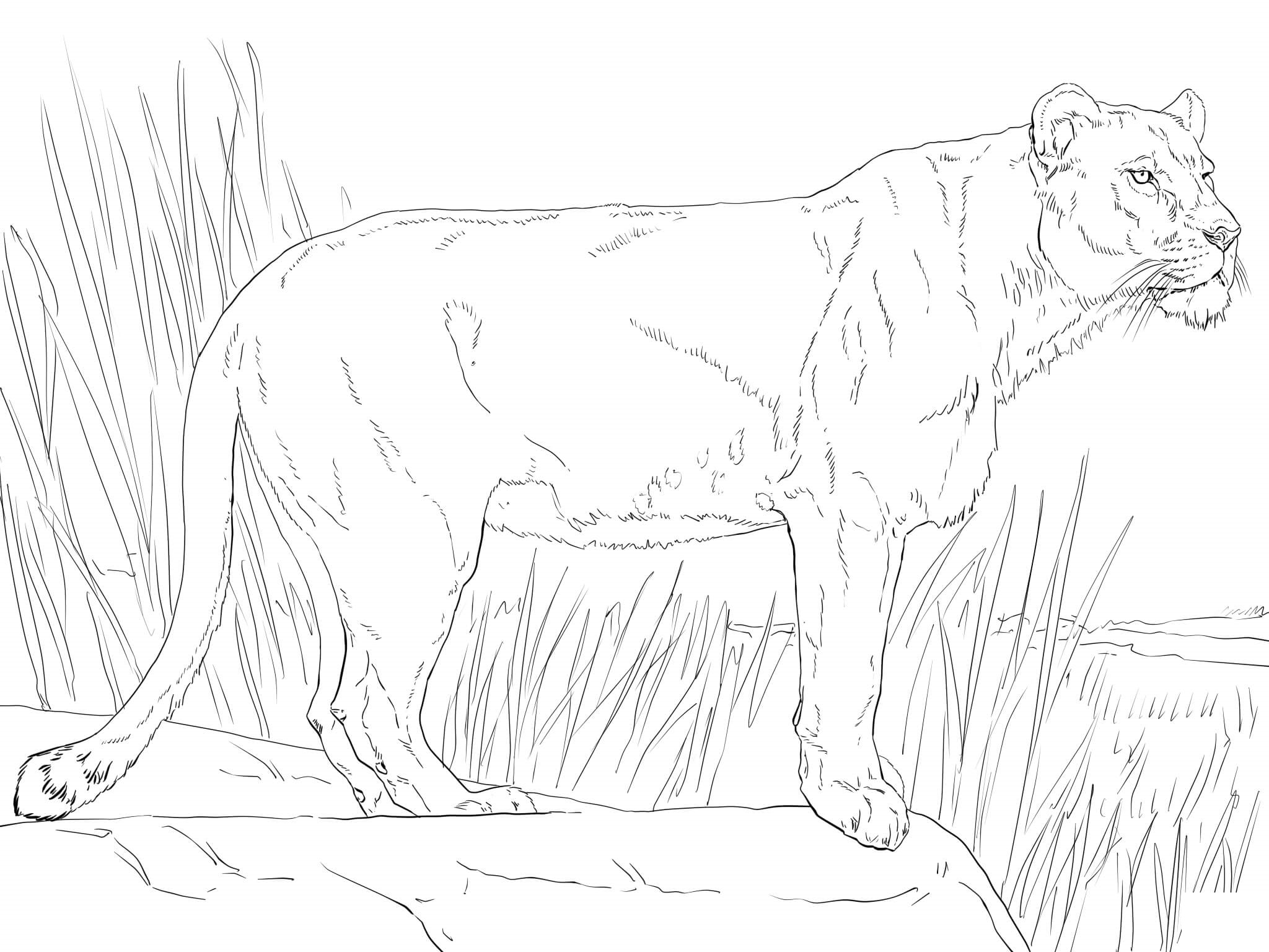 Coloriage Lionne debout majestueuse - Lion à imprimer