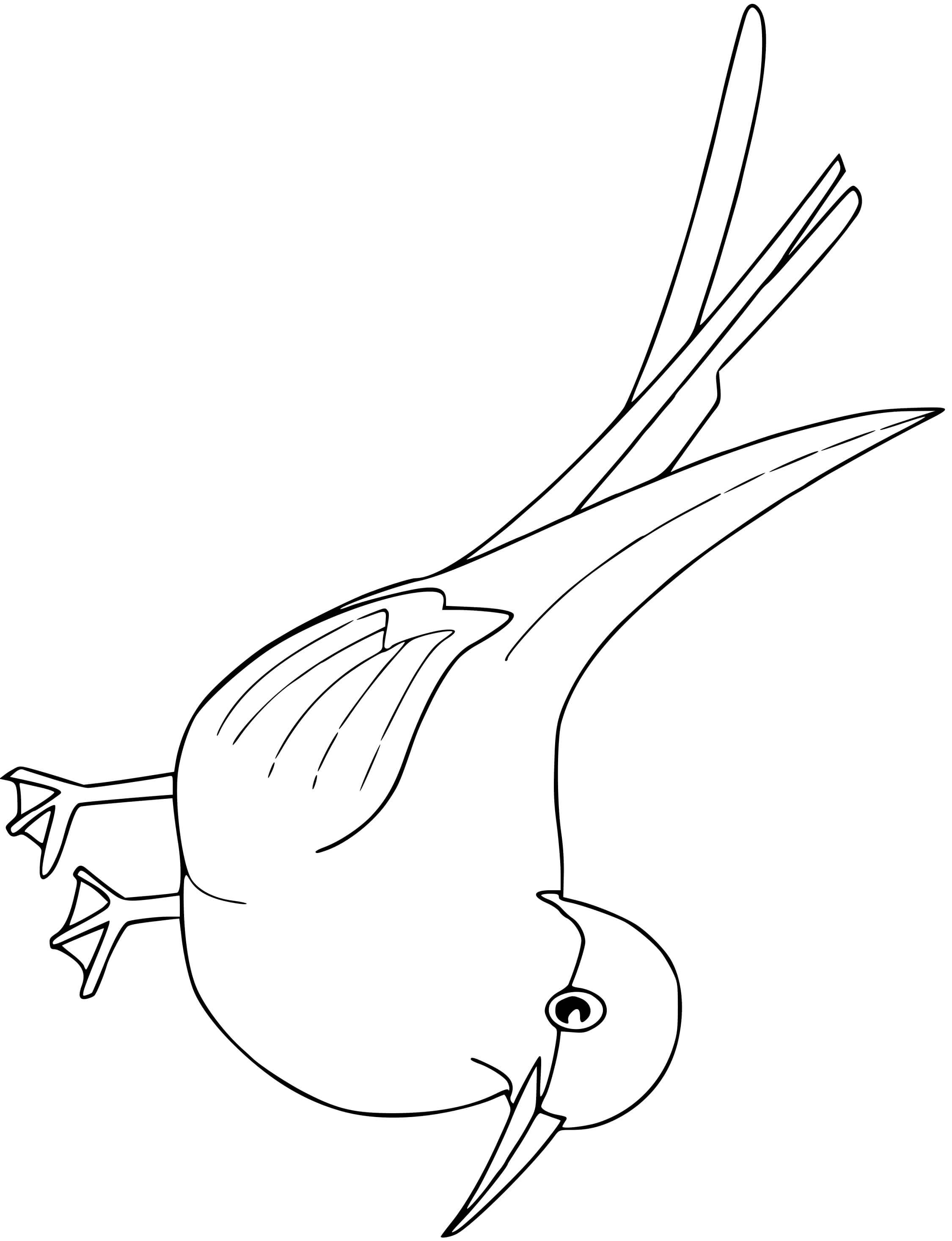 Coloriage Sterne Arctique Oiseau - Oiseau à imprimer