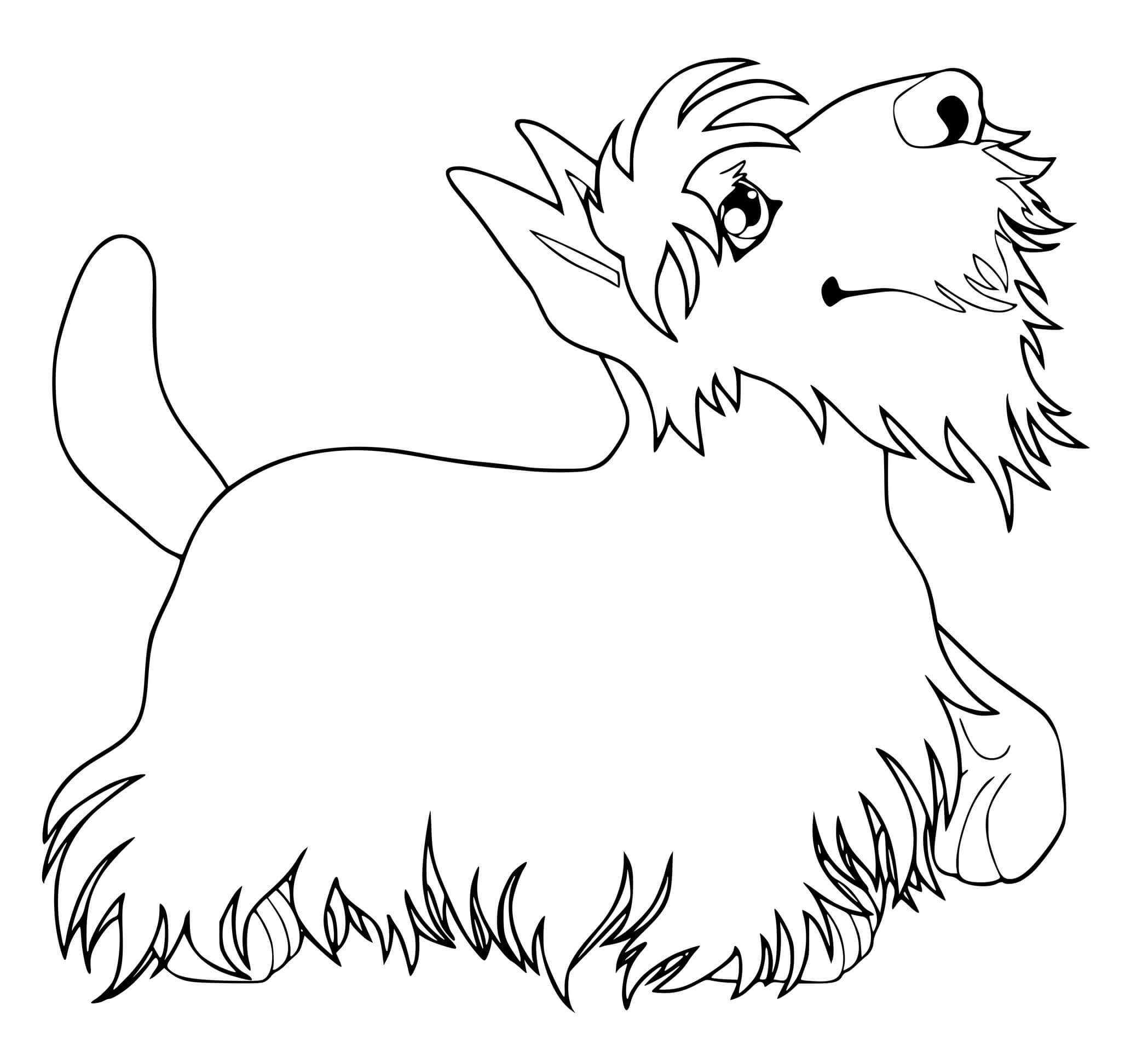 Coloriage Terrier Kerry Blue Originaire Irlande - Chien à imprimer