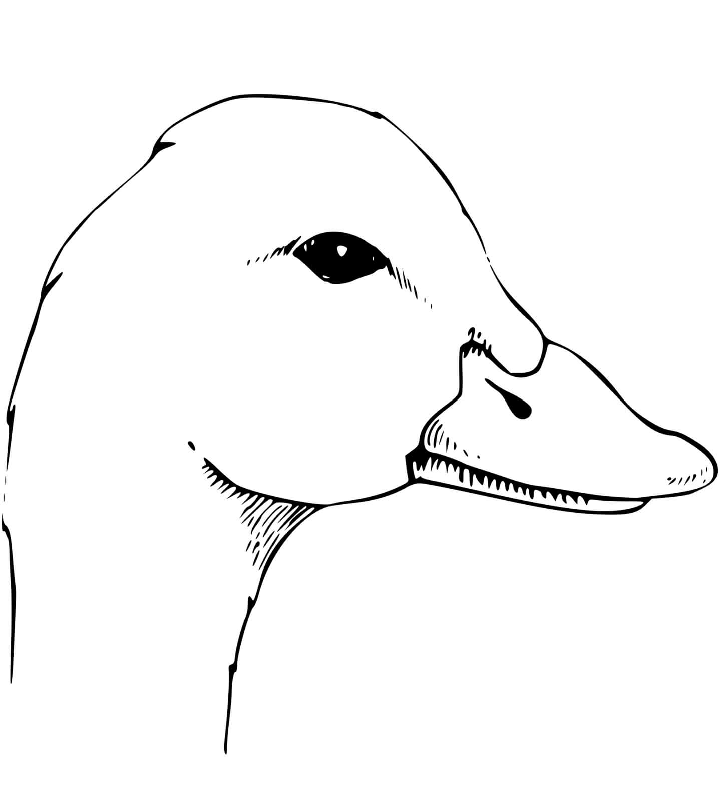 Coloriage Tête De Canard - Canard à imprimer