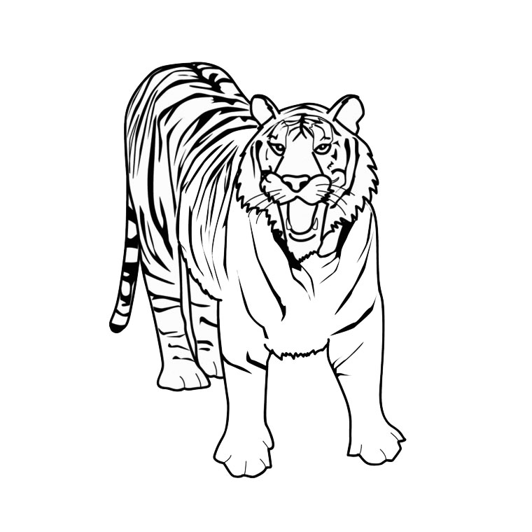 Coloriage Tigre Blanc - Animaux à imprimer