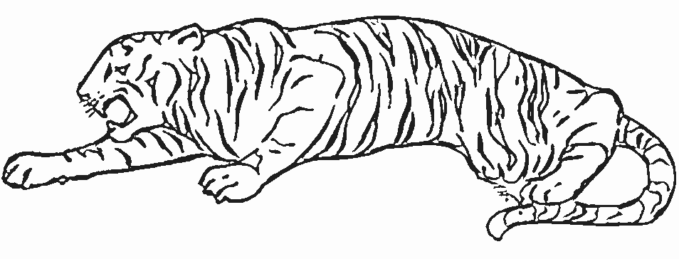 Coloriage Tigre En Plein Saut - Animaux à imprimer