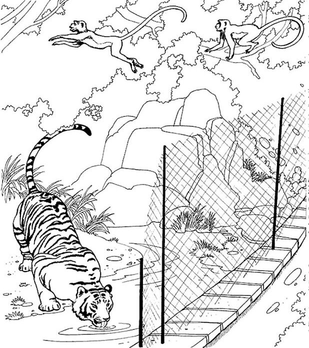 Coloriage Tigre Qui Boit De L'Eau Avec Des Singes - Animaux à imprimer