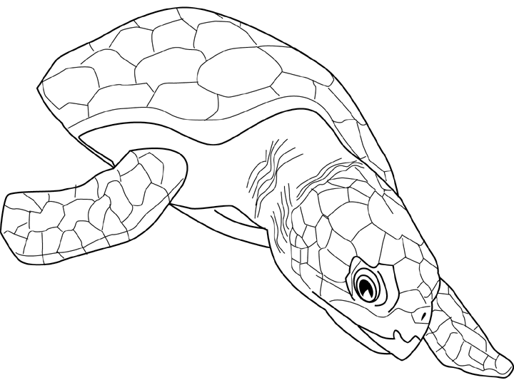 Coloriage Tortue Caouanne - Animaux à imprimer