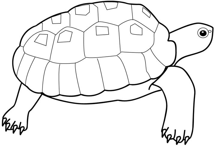 Coloriage Tortue Cheloniidae - Tortue à imprimer