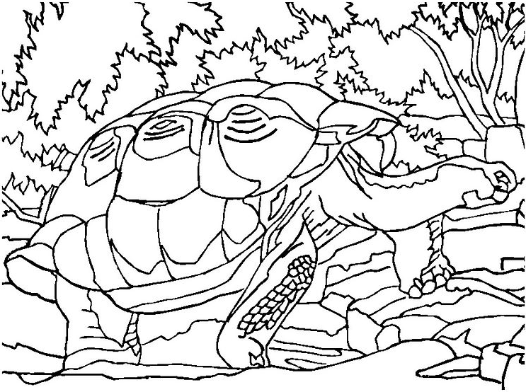 Coloriage Tortue En Forêt - Animaux à imprimer