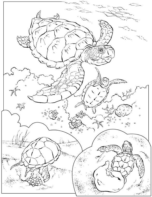 Coloriage Tortues Marines - Animaux à imprimer