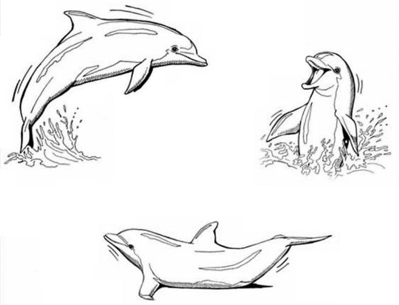 Coloriage Trois Dauphins Font Une Ronde - Animaux à imprimer