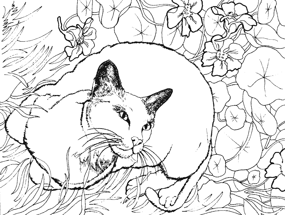 Coloriage Un Chat Allonge Sur Des Fleurs - Chat à imprimer