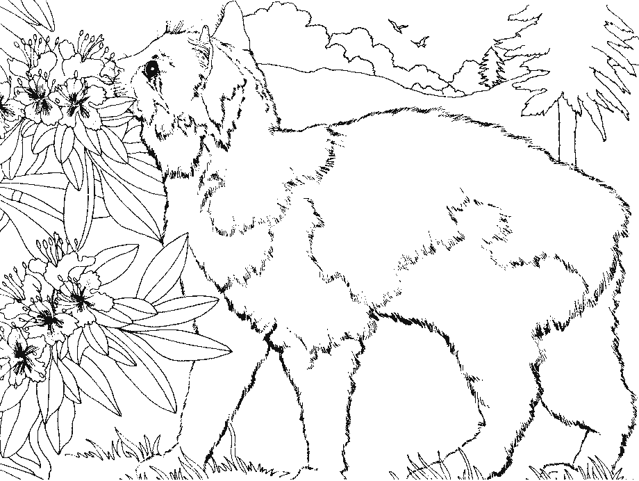 Coloriage Chat