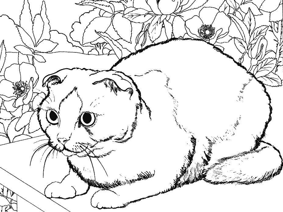 Coloriage Un Chat - Chat à imprimer