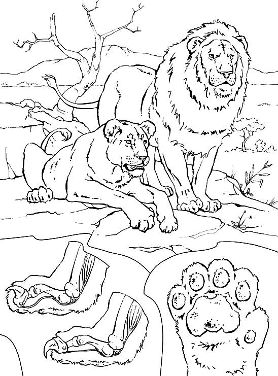 Coloriage Un Lion Et Une Lionne - Lion à imprimer