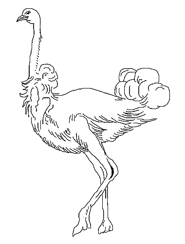 Coloriage Une Autruche Élégante - Animaux à imprimer