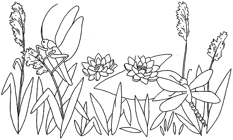 Coloriage Une Libellule Et Une Sauterelle - Libellule à imprimer