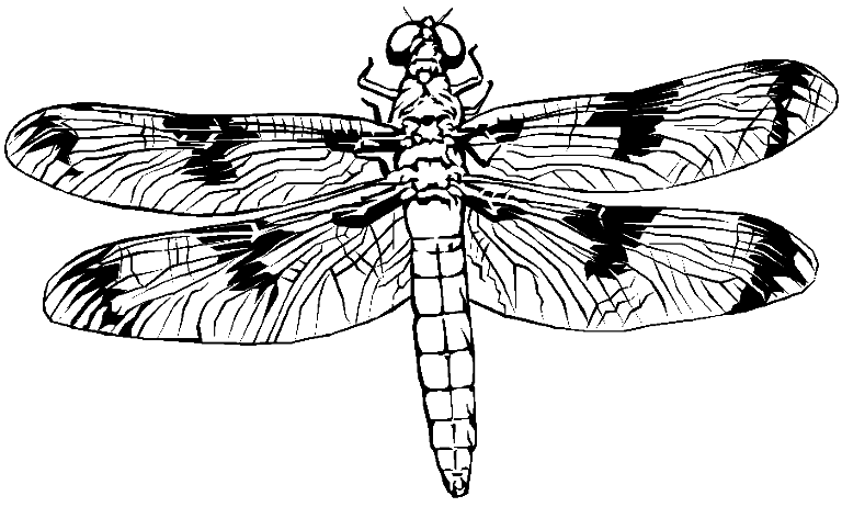 Coloriage Une Libellule - Libellule à imprimer