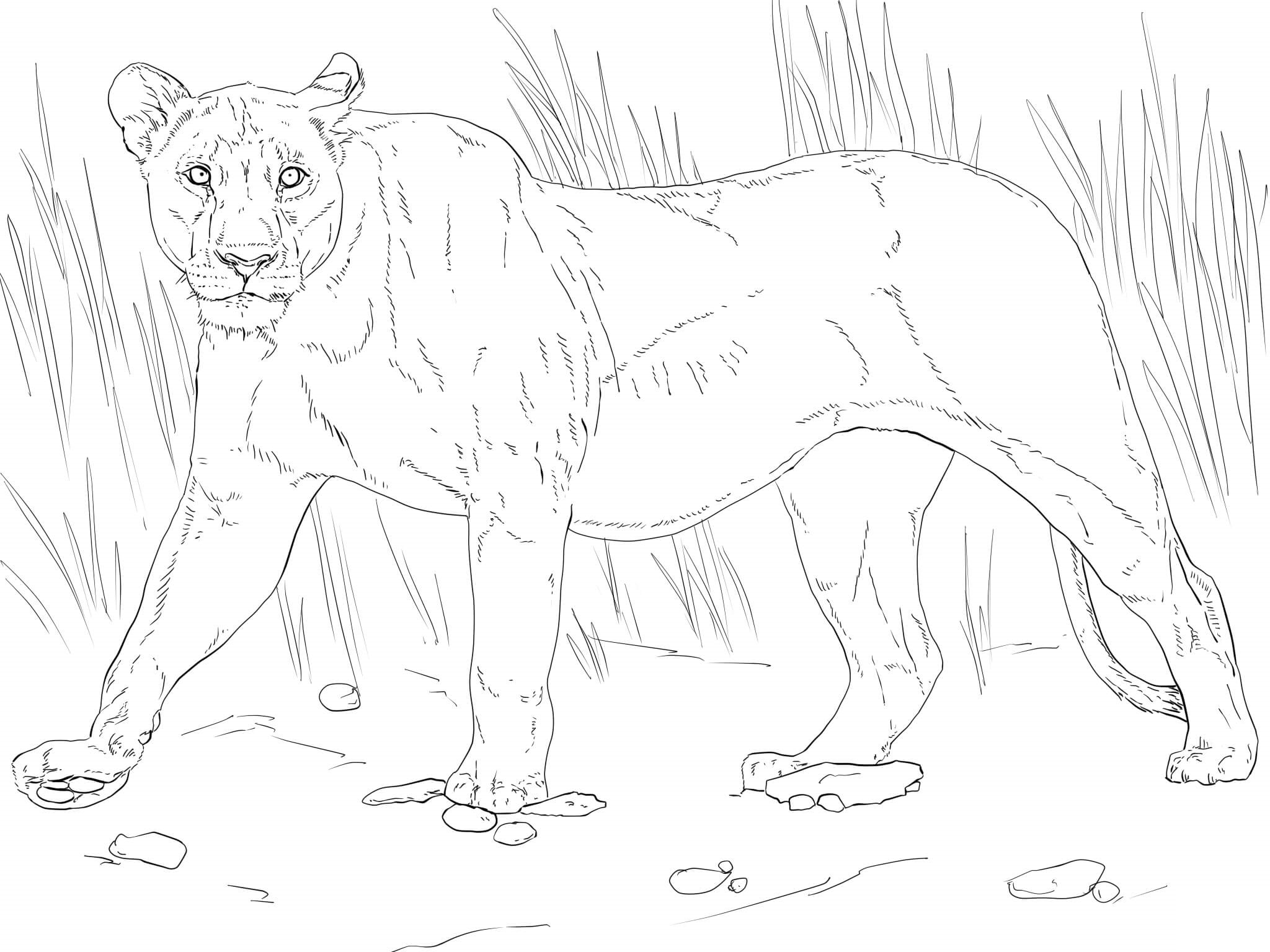 Coloriage Lionne qui marche fièrement - Lion à imprimer