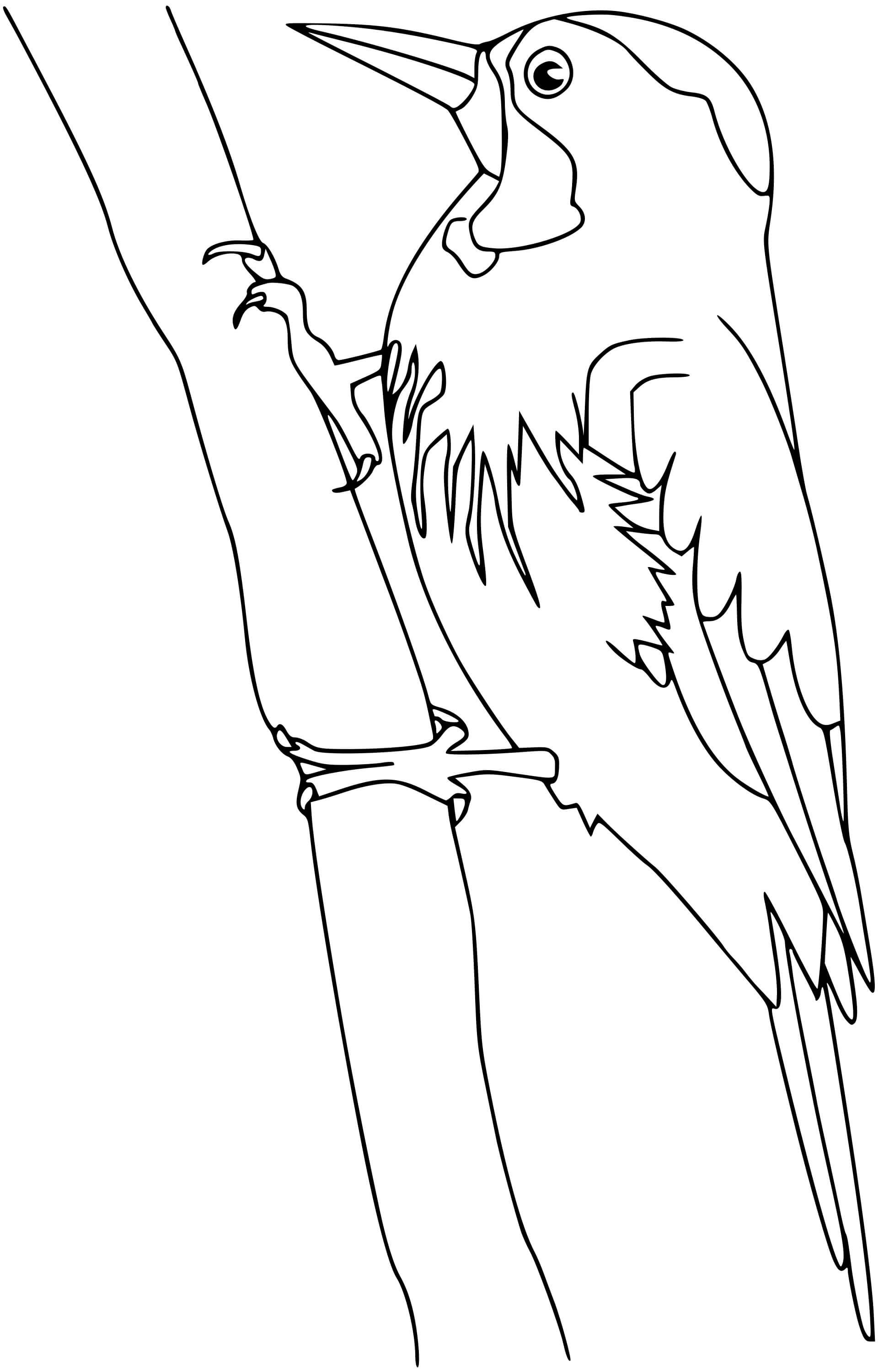 Coloriage Woodpecker Oiseau - Oiseau à imprimer