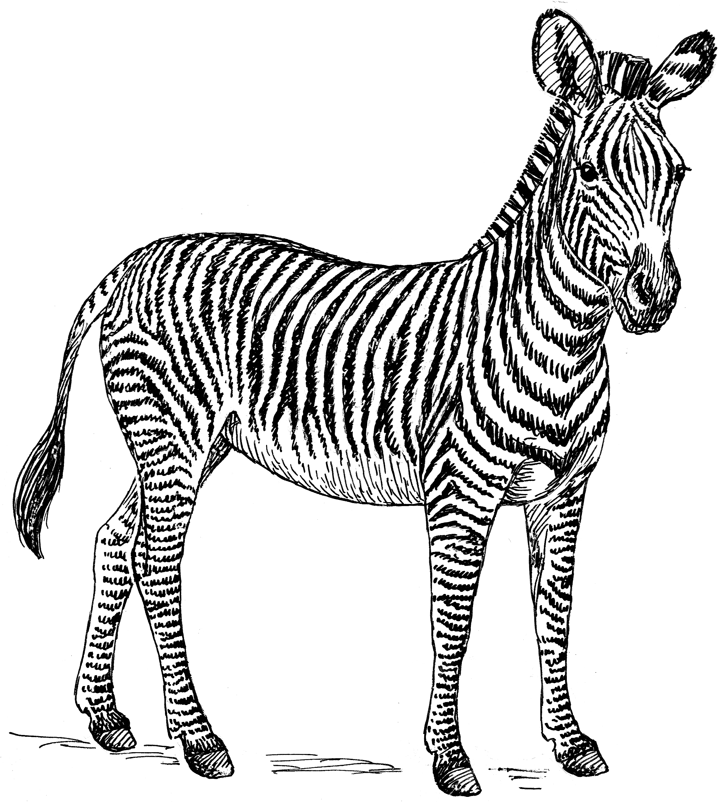 Coloriage Zèbre aux rayures expressives - Zèbre à imprimer