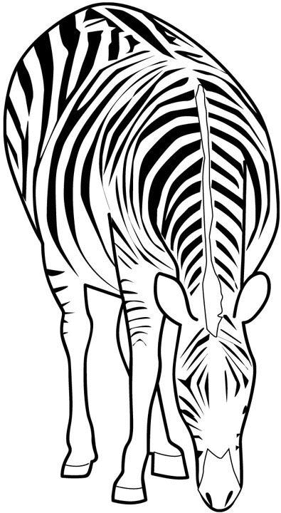 Coloriage Zèbre Qui Mange - Animaux à imprimer