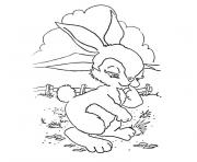 Coloriage animaux lapin