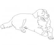 Coloriage chien bouvier bernois