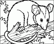 Coloriage dessin animaux possum