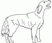Coloriage dessin chien irish setter