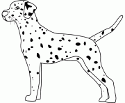Coloriage dessin chien dalmatien
