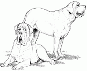 Coloriage dessin chien deux mastiffs