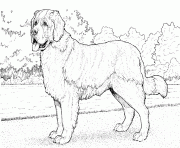 Coloriage dessin chien saint bernard