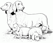 Coloriage dessin chien teckel