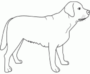 Coloriage dessin chien labrador