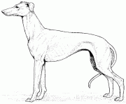 Coloriage dessin chien levrier