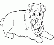 Coloriage dessin chien schnauzer