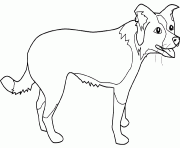 Coloriage dessin chien border collie